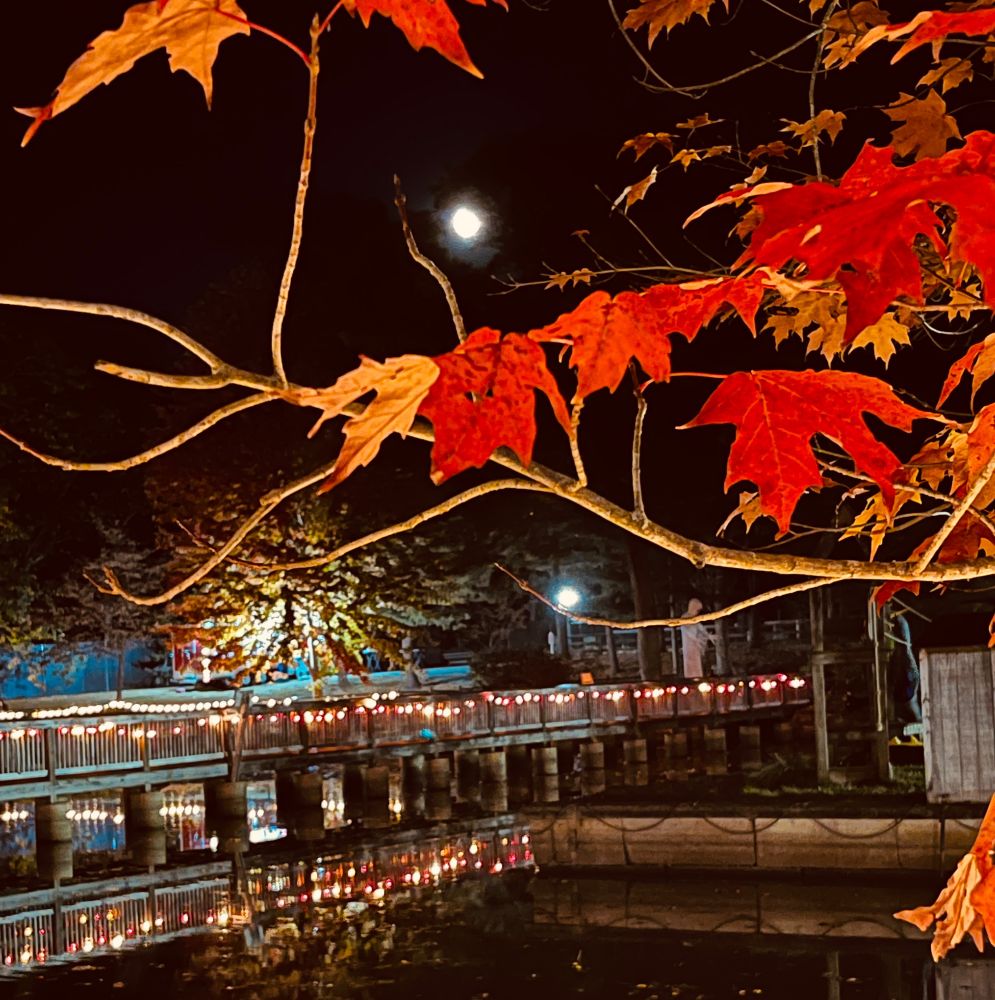 Orange leaves above a bridge over water with string lights at a zoo in Massachusetts  