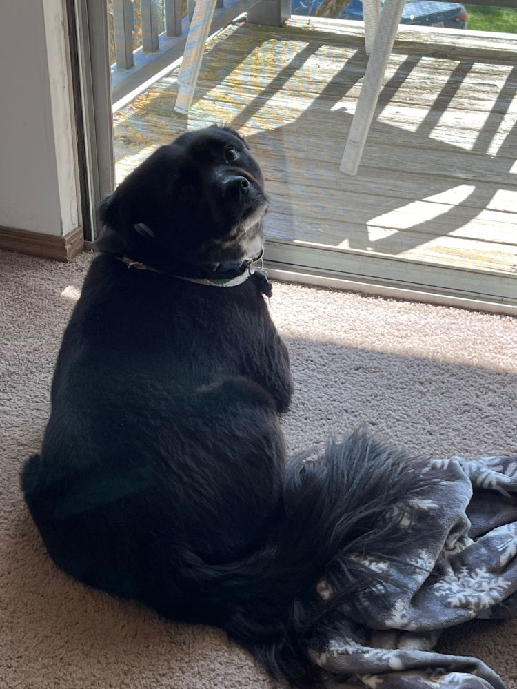 My dog Brody. A black border collie and terrier mix. 