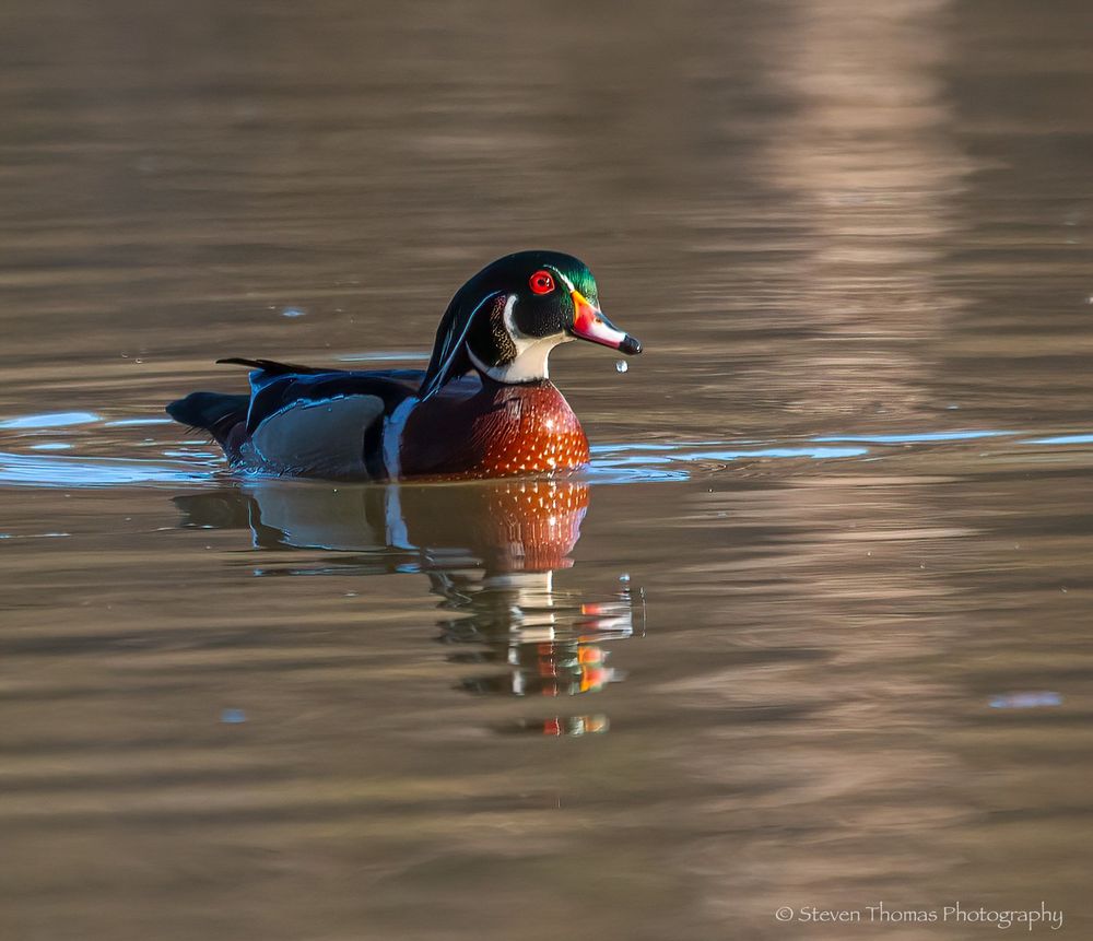 Wood Duck drake. He was one of many that came by dabbling away.