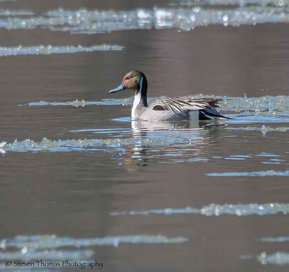 Northern Pintail drake. This was last week when the ice was stilling flowing out.