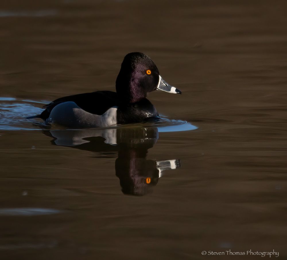 Ring-necked drake. I am seeing more and more of them as migration continues.
