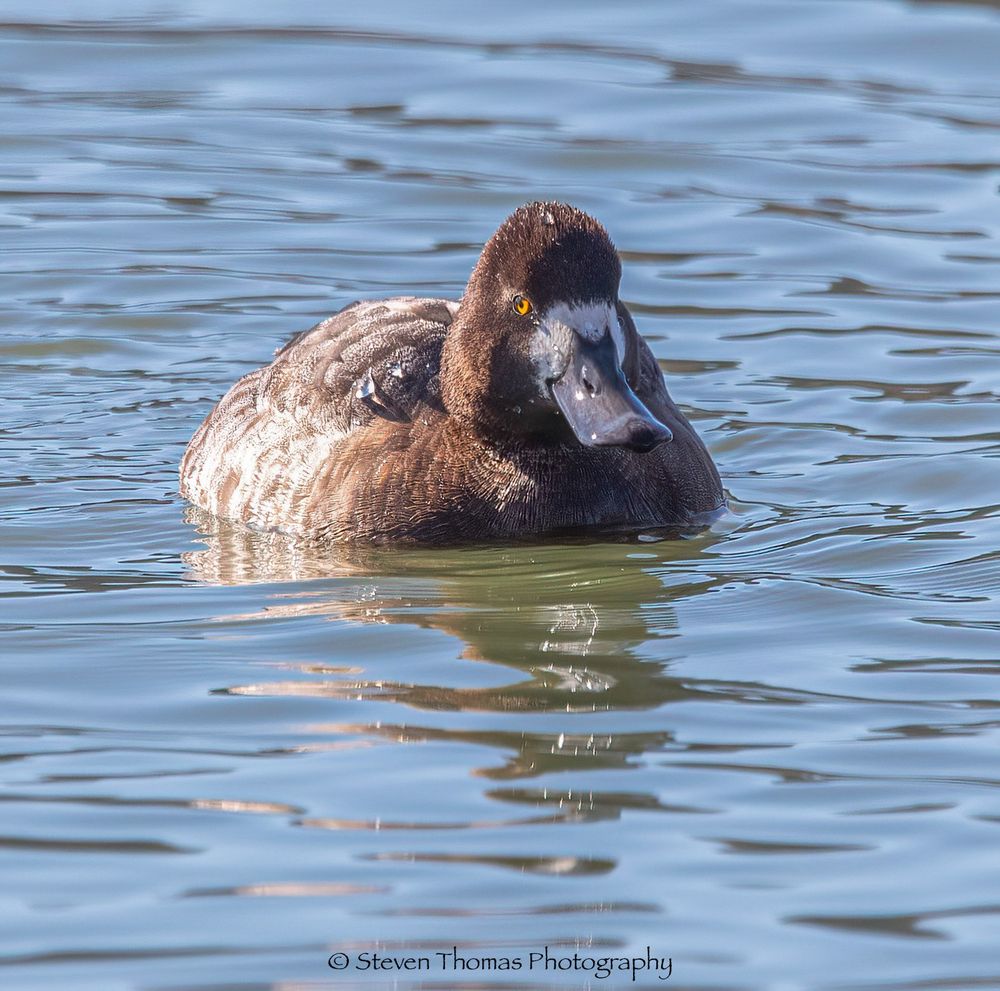 Ring-necked Hen glowing in the morning sun. 
