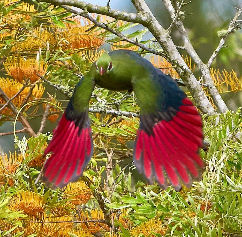 Green bird with striking red wingtips in flight