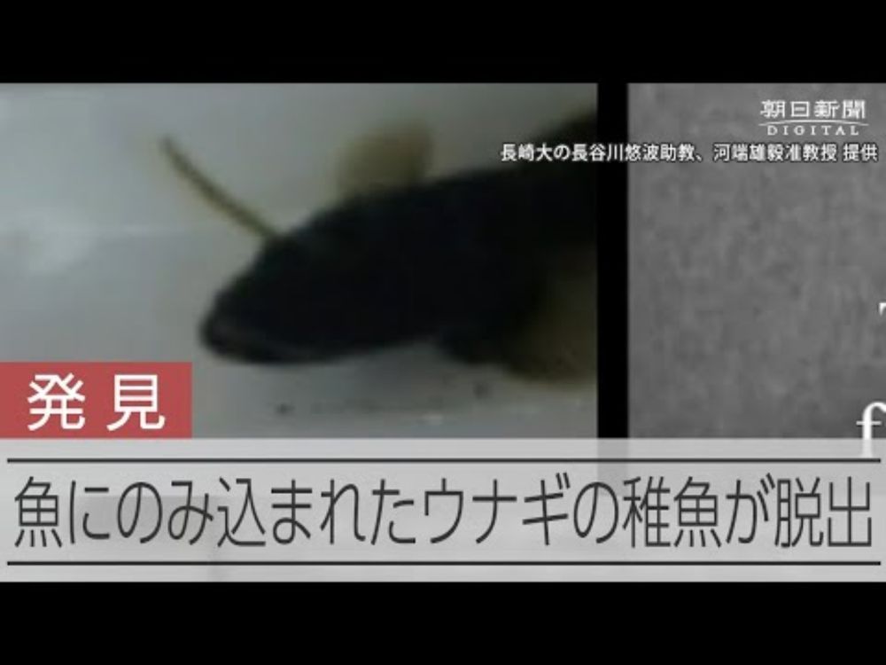 飲み込まれた魚の胃の中から脱出するウナギの稚魚　Ｘ線で撮影