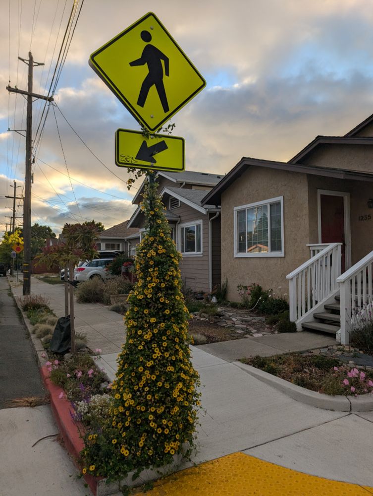 A pedestrian crossing sign is mounted above a smaller sign with a downward-pointing arrow, both bright yellow. A lush cone-shaped vine covered in small yellow flowers has grown up and around the pole, creating a whimsical, tree-like appearance. The scene is set on a quiet residential sidewalk with small front yards, flowering plants, and houses under a dramatic, cloudy evening sky.
