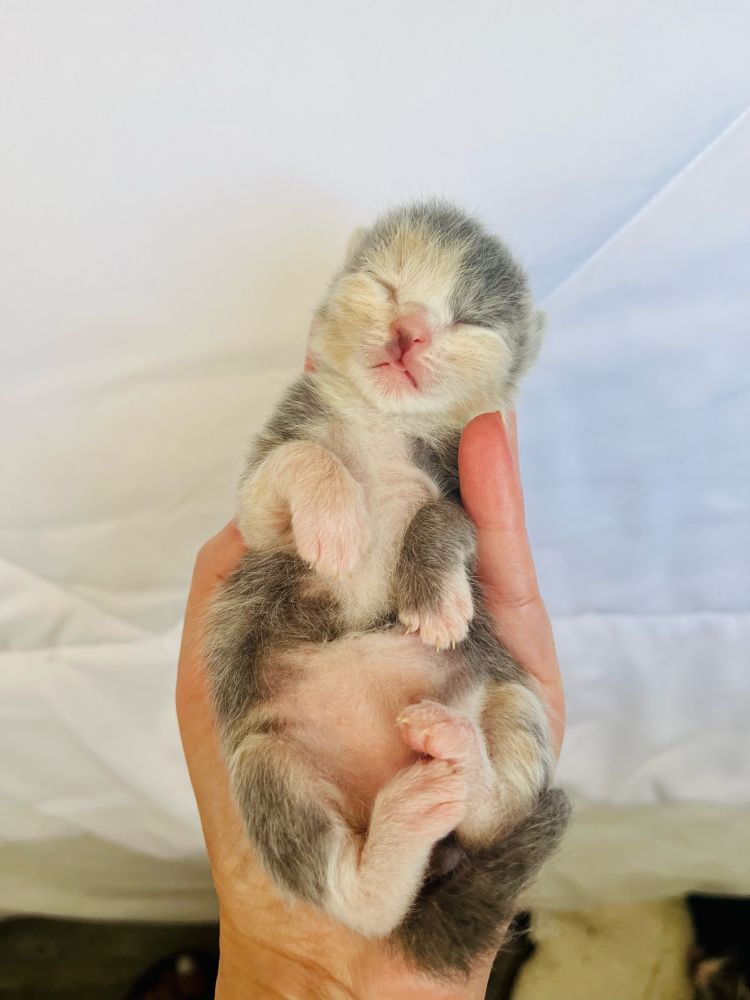 A tiny baby kitten being held.
