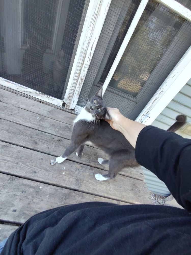Grey tiny cat with white mitts and chest getting noggin scrubs. Two cats behind the door watching. 