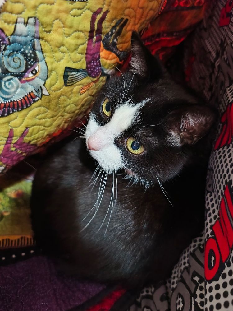 A black and white tuxedo cat tucked under a quilt glares at being disturbed.