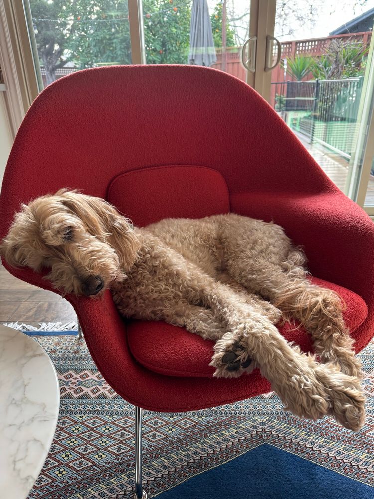 70-lb golden doodle demonstrating that the iconic womb chair is the perfect fit