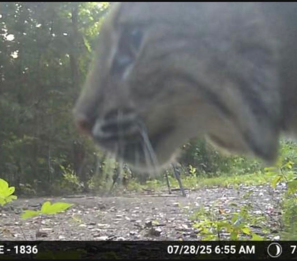 Bobcat side profile, looking left, up close and personal to the camera. 