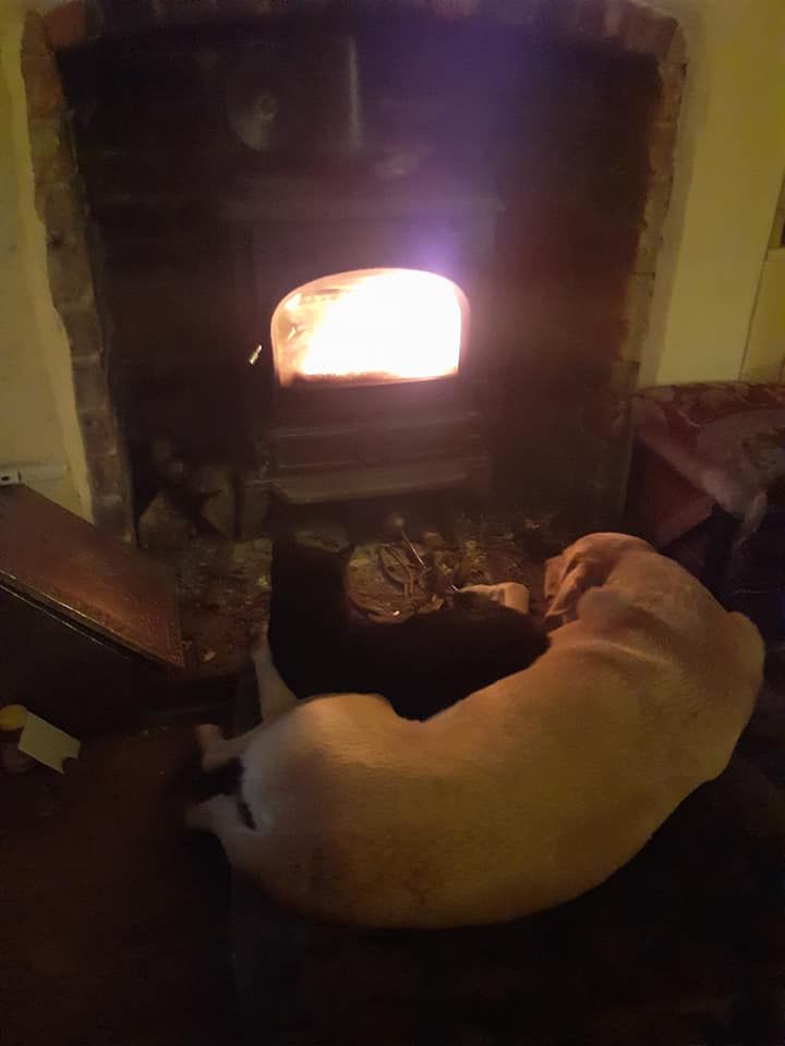 A large blond dog is lying in front of a fire. curled up in the gap is a black and white cat.