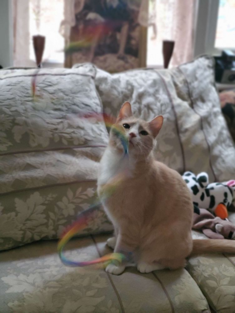 photo of an orange and white cat sitting on a sofa with a rainbow ribbon cat toy being twirled in front of them