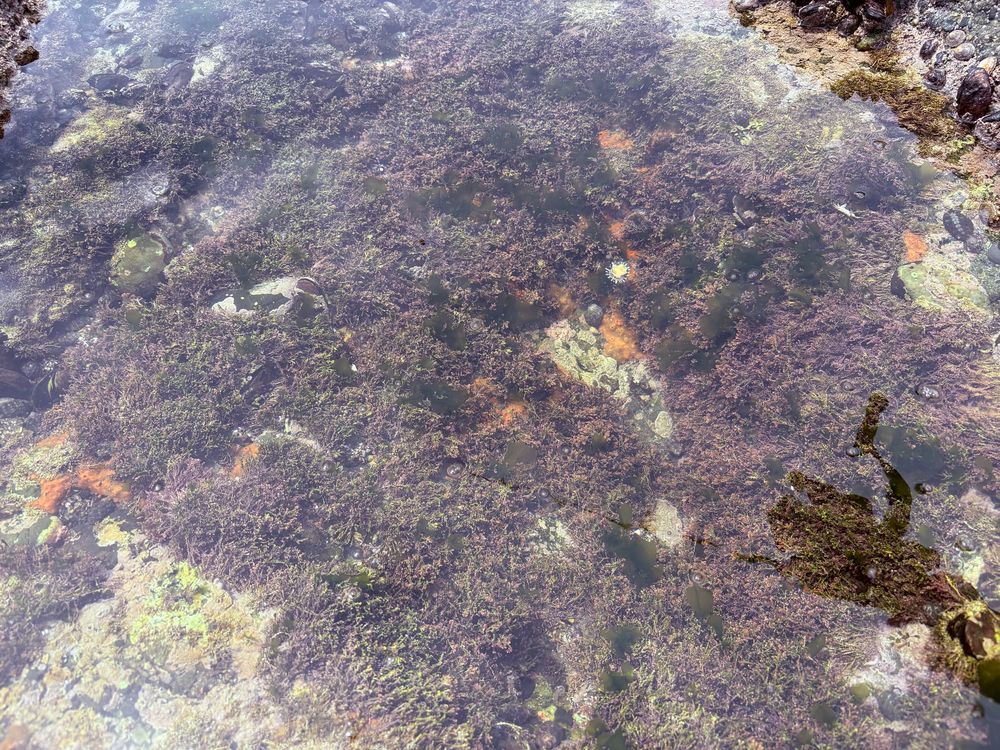 潮だまりに海藻がたくさん繁っている