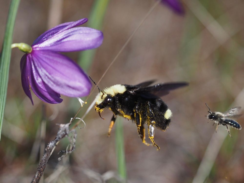 A mining bee waits for access to a grasswidow flower behind a queen Vosnesenski’s bumble bee.