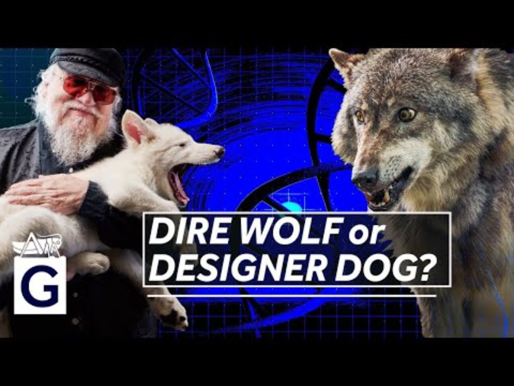 De-Extinction or Design? Rethinking the ‘Return’ of the Dire Wolf  - Robin May