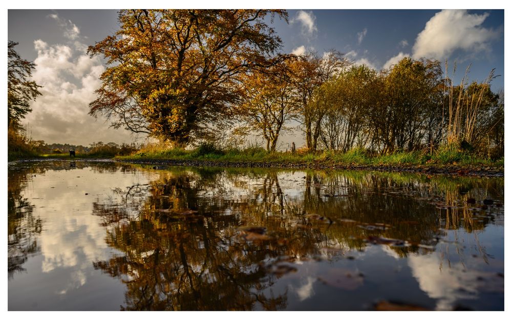 Autumn - Midlothian, Scotland.