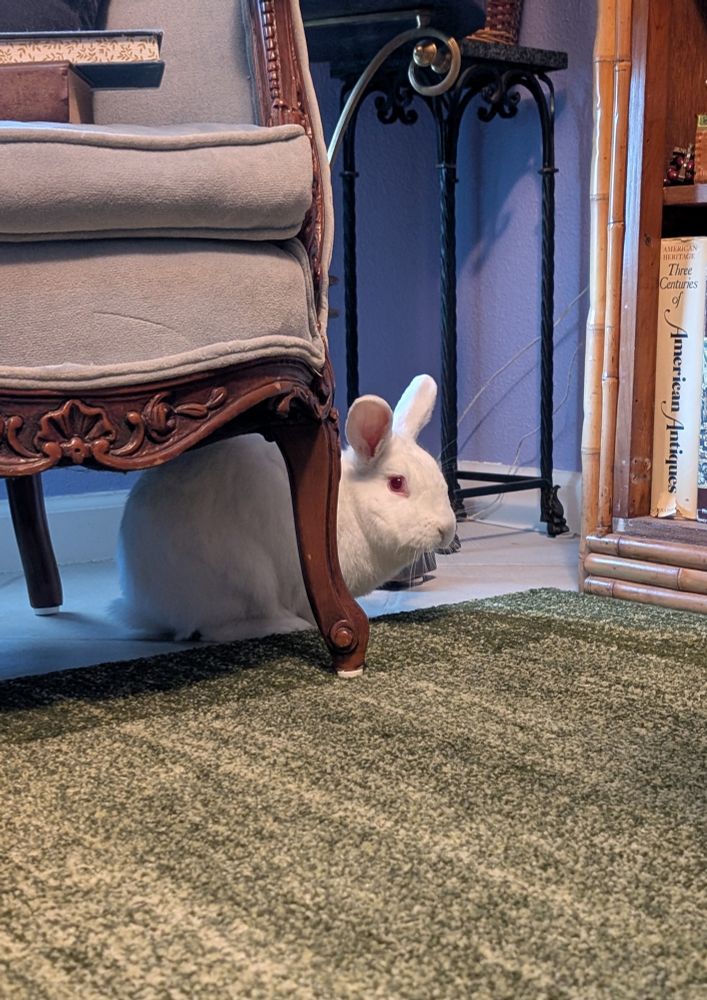 Sir Mister, a white rabbit, peeking out from under a sofa