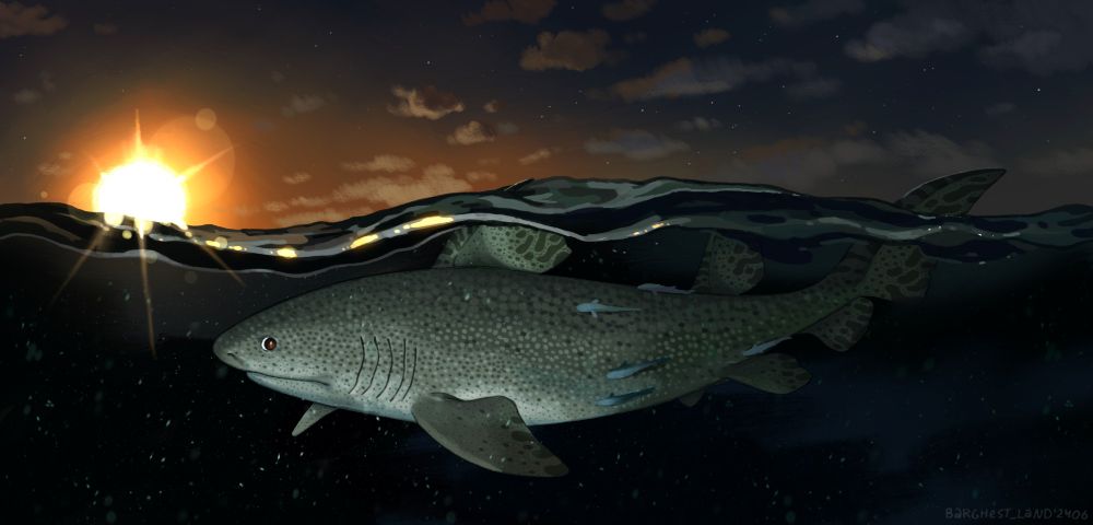 A digital drawing of a hybodus and some small fish attached to it swimming past the camera in the sunset. The water is black, and you can already see the stars in the sky. Hybodus is giving u a side-eye for no reason at all. 