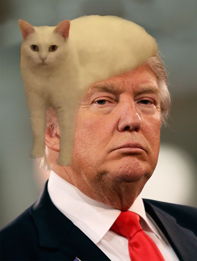 Comment image