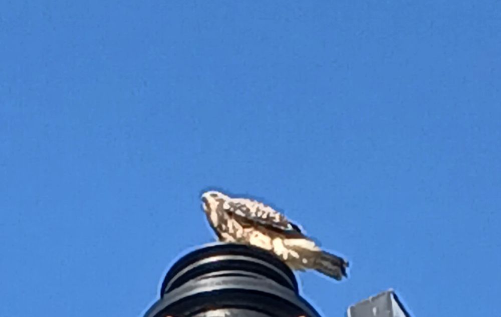 broad-winged hawk perched on a sign