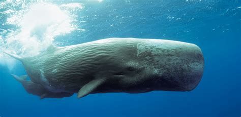 A sperm whale swims just below the surface of the water. You can see her wrinkly skin and large, bulbous, rectangular profile as she swims past the camera. She has a small calf swimming just underneath her.