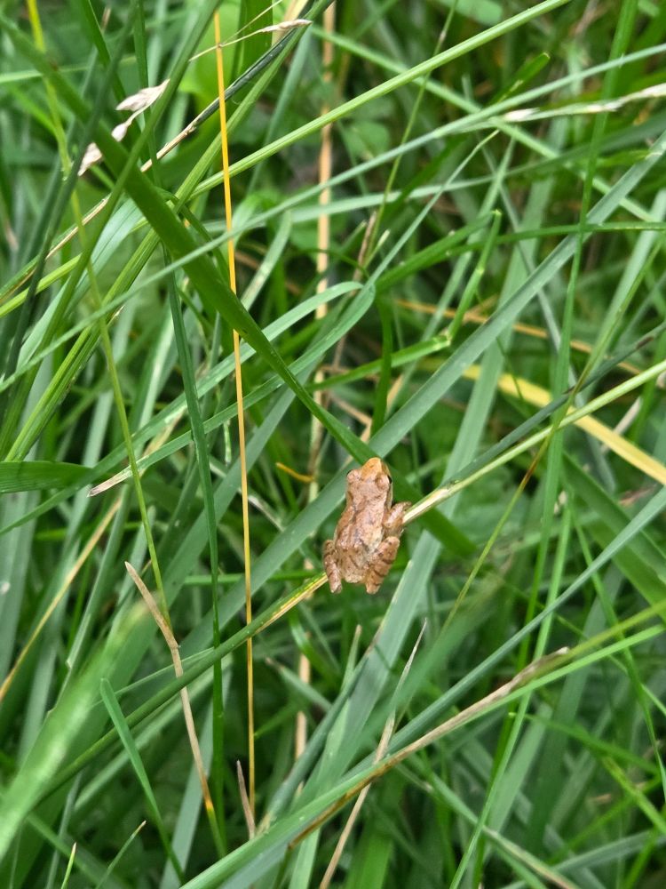 A tiny baby frog, about the size of a thumbnail. Closeup shot in grass 
