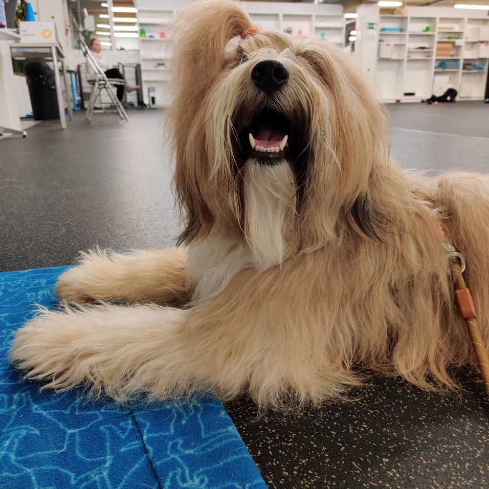 Vaaleanruskea tiibetinterrieri makaa sinisellä vintillä treenisalissa ja hymyilee leveästi.