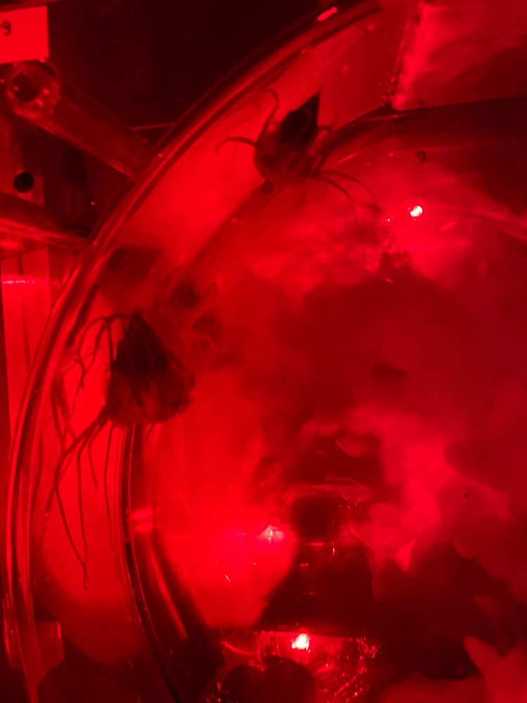 Helmet jellyfish in Kreisel tank when sediment is added, illuminated by red light.