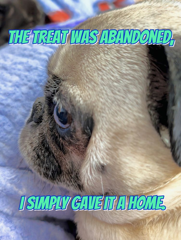 Viviane the pug looking side eye. 