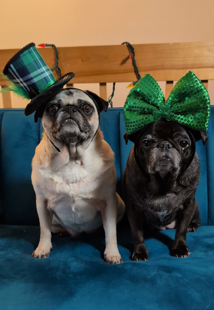 Lucy and Viviane the pugs are both dressed up for St. Patrick's Day 💚