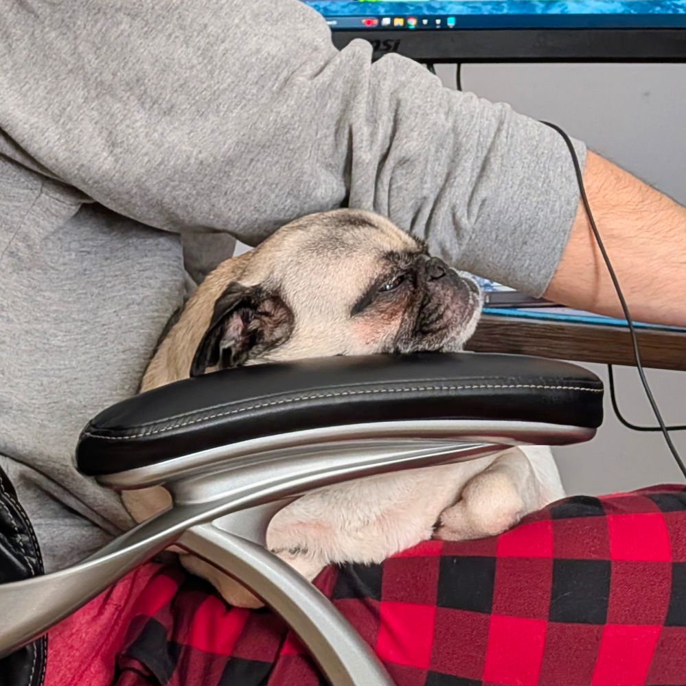 Viviane the pug sitting on her dad's lap. All cuddled up. 