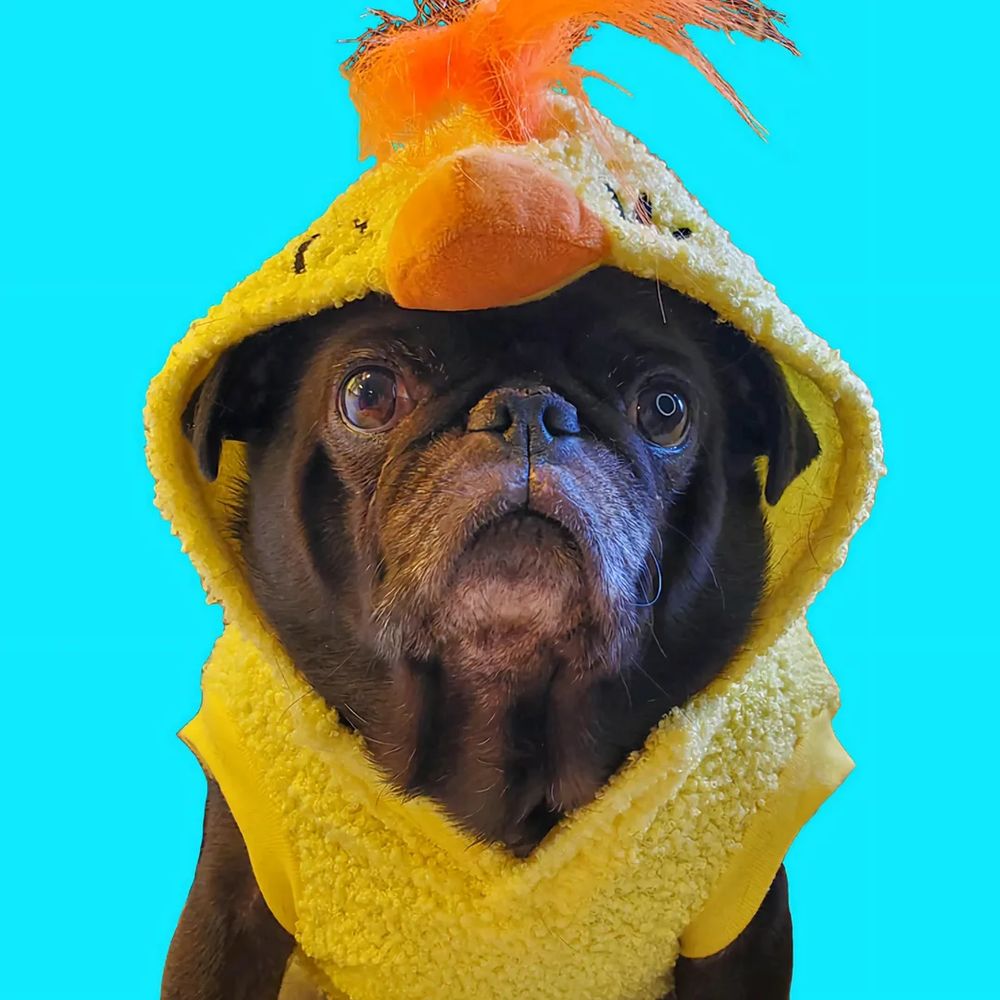 Lucy the black pug is wearing her iconic chicken costume. Promise of a revise and update to the skits is in the works! Stay tuned  