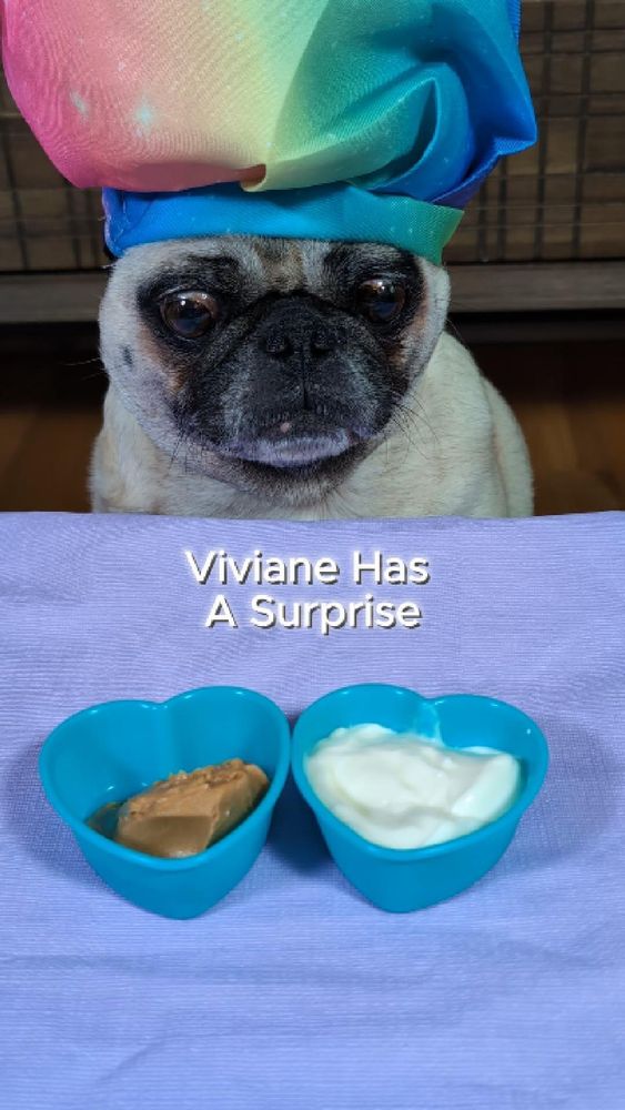 Viviane the Pug wearing her chef hat looking at peanut butter and yogurt in heart shaped containers.