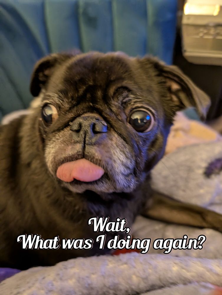 Lucy the Pug with her tongue out.