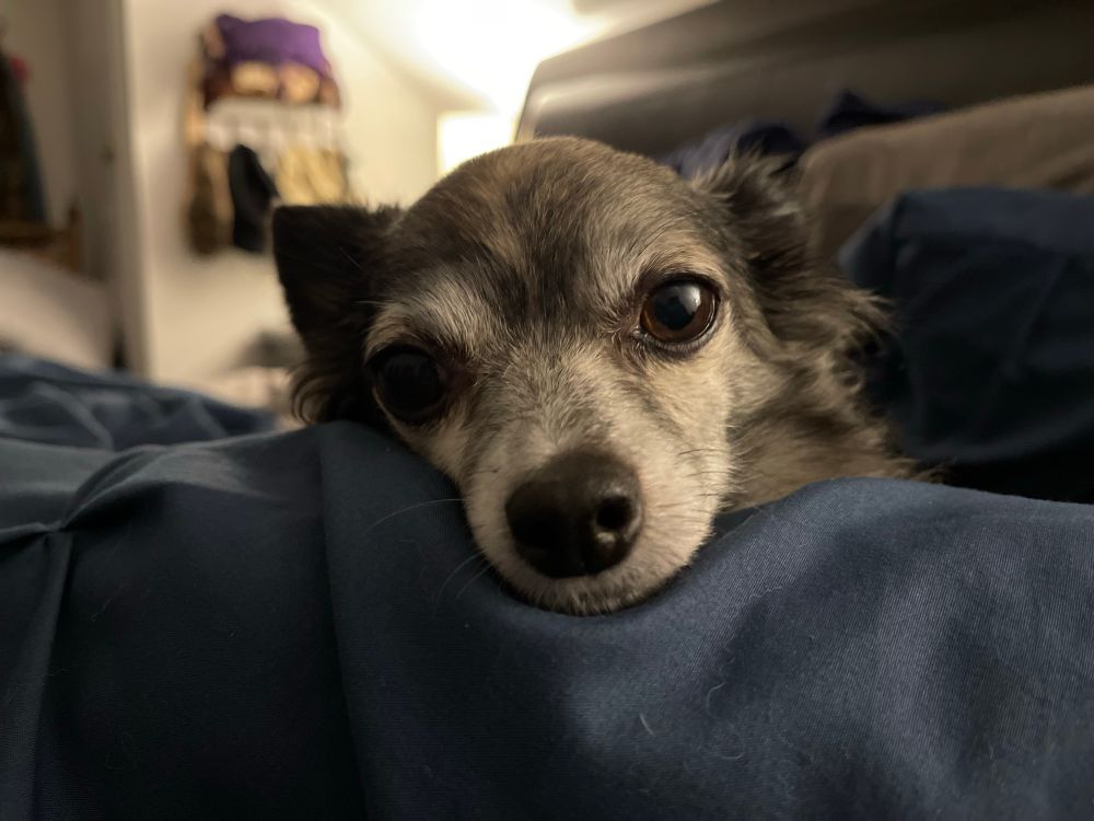 Picture up close of the face of a brindle gray chihuahua, chin resting on a pillow stares into the camera. 