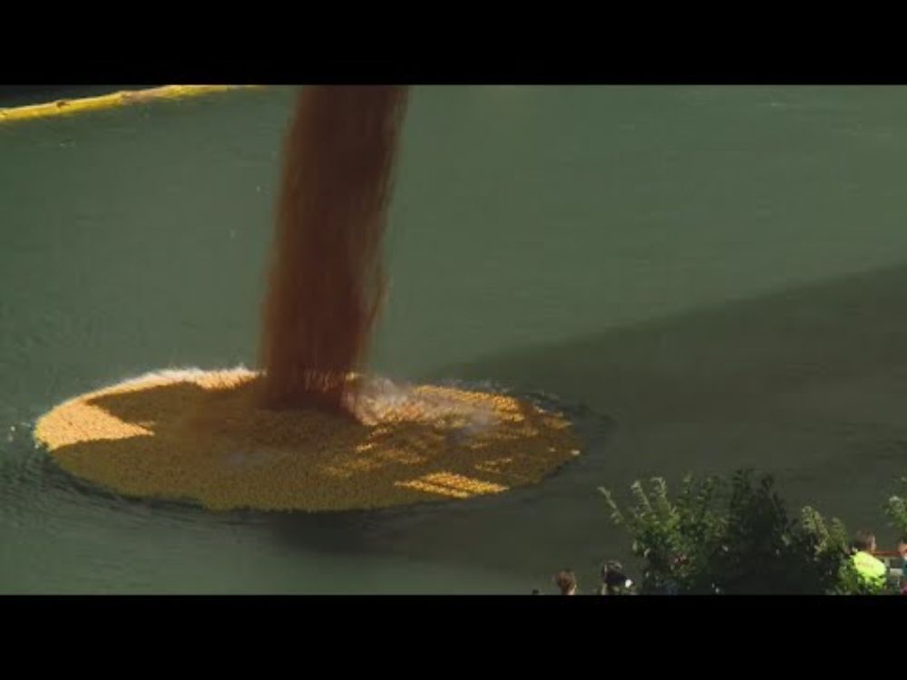 Thousands of rubber ducks to race for a cause in the annual Chicago Ducky Derby downtown