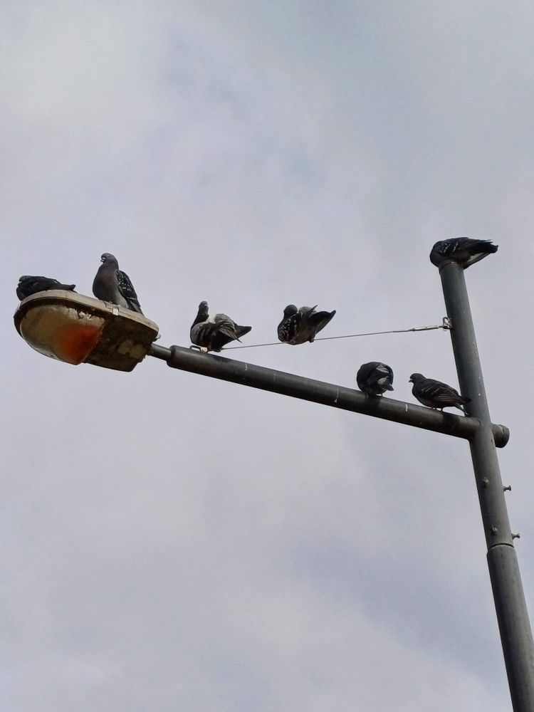 Image depicts a group of birds sitting near a street light 