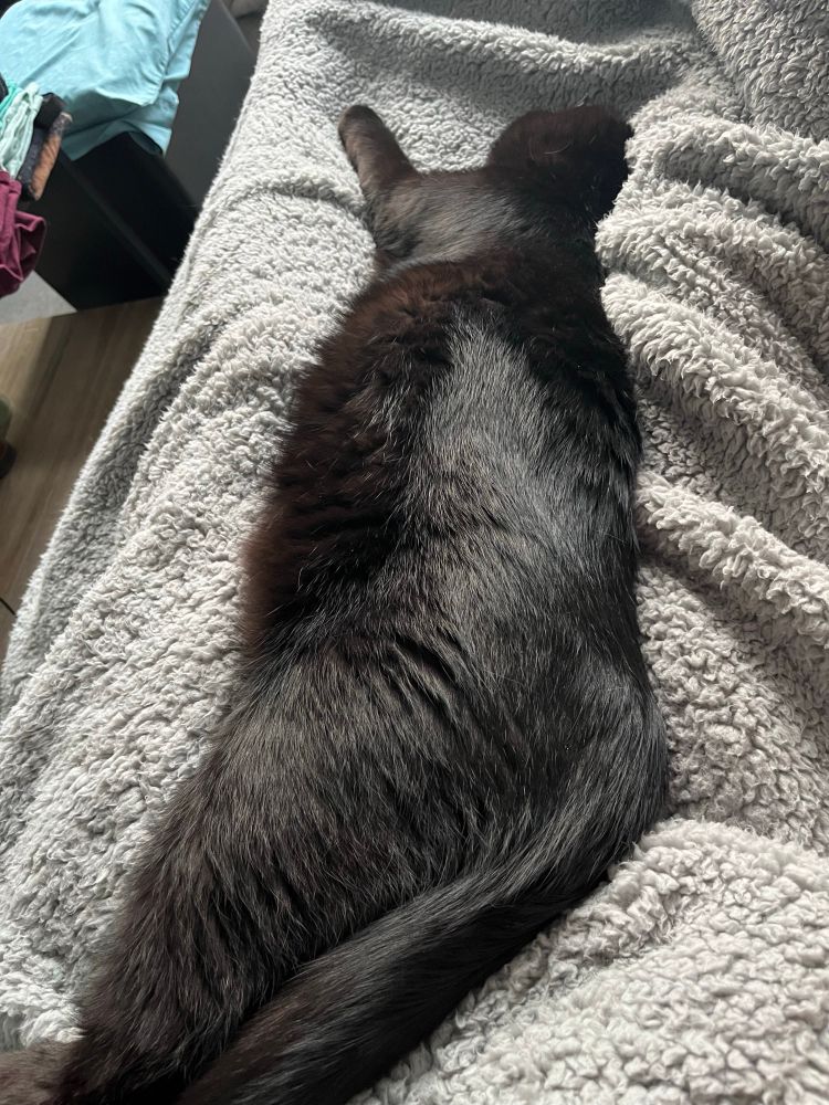 Photo of a large black cat with a very shiny coat stretched out lengthwise between a person’s legs on a blanket. The cat’s rear end is closest to the photographer 