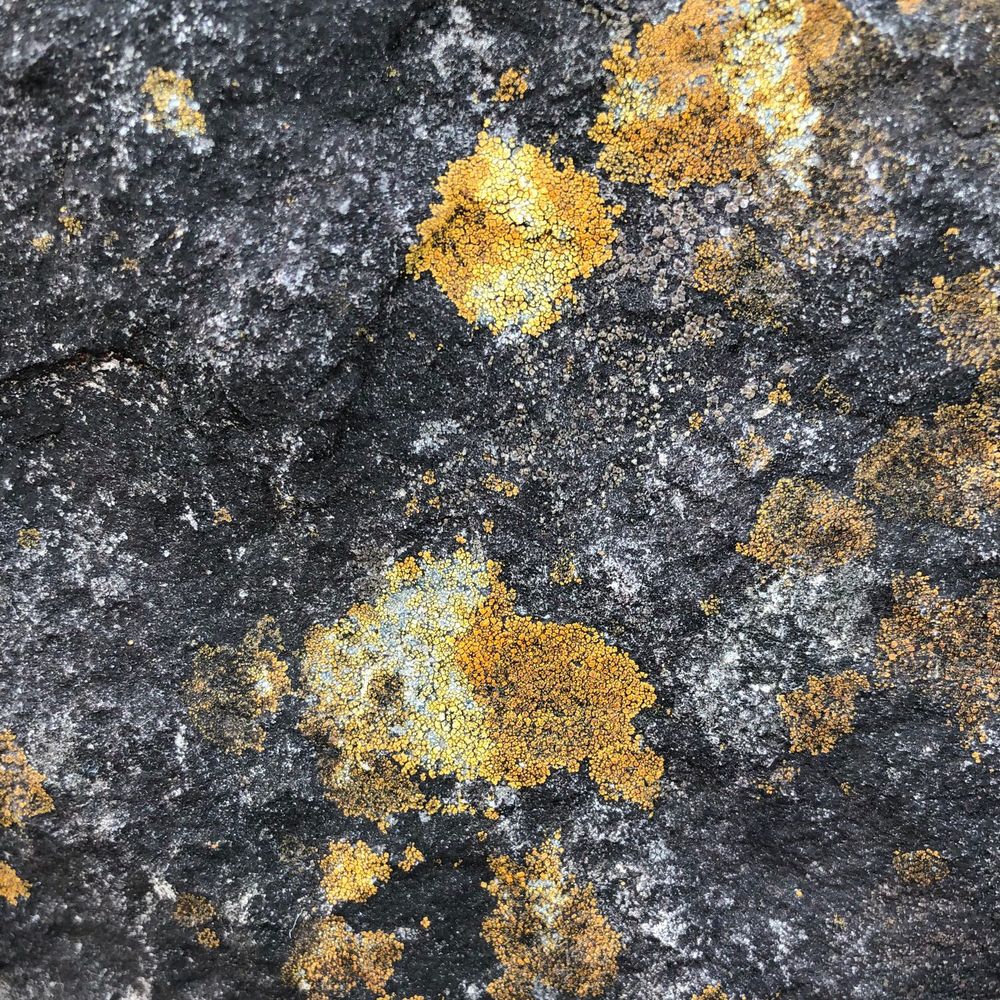 灰色っぽい岩に、コウロコダイダイゴケなどの数種類の固着地衣がついている。