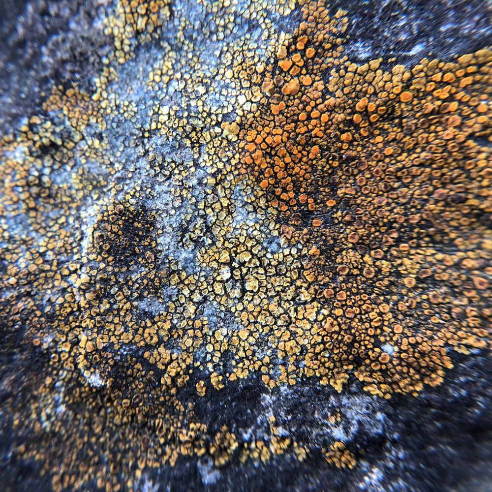 コウロコダイダイゴケと思われる地衣類をルーペで見た写真。左半分は白と淡い黄色の斑状、右半分は橙色。