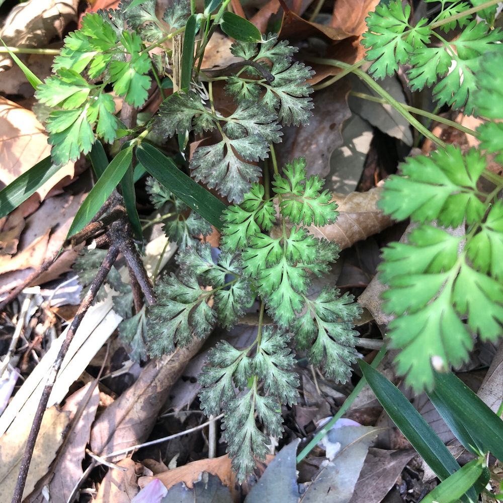 ムラサキケマンの葉の写真。