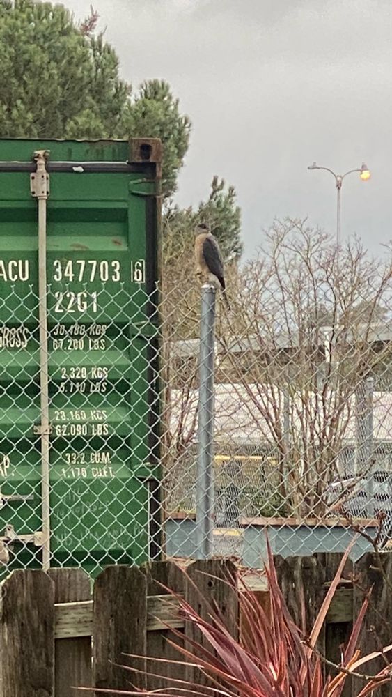Bird on a metal fence post