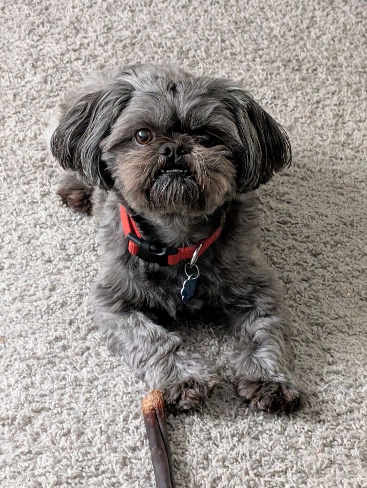 The cutest good boy puppers, my little shih Tzu Reggie. 
