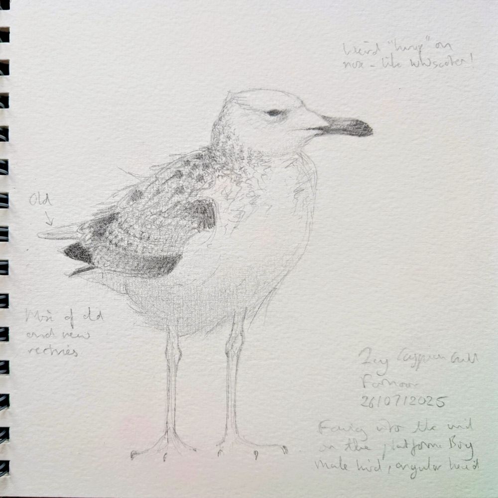 Field sketch of male Caspian gull in notebook