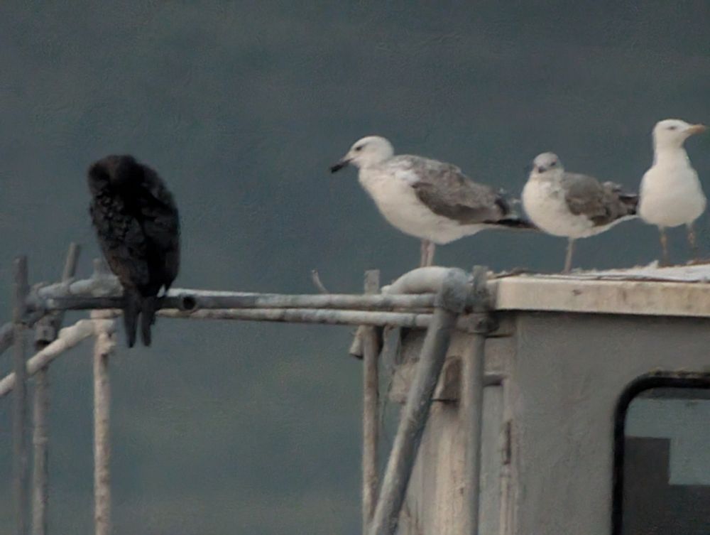 Blurry Caspian Gull photo