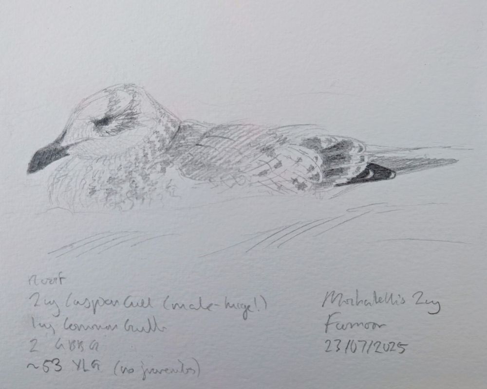 Field sketch of Yellow-legged Gull