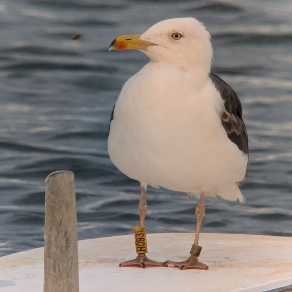 Darvic-ringed intermedius Lesser Black-backed Gull sitting on pontoon