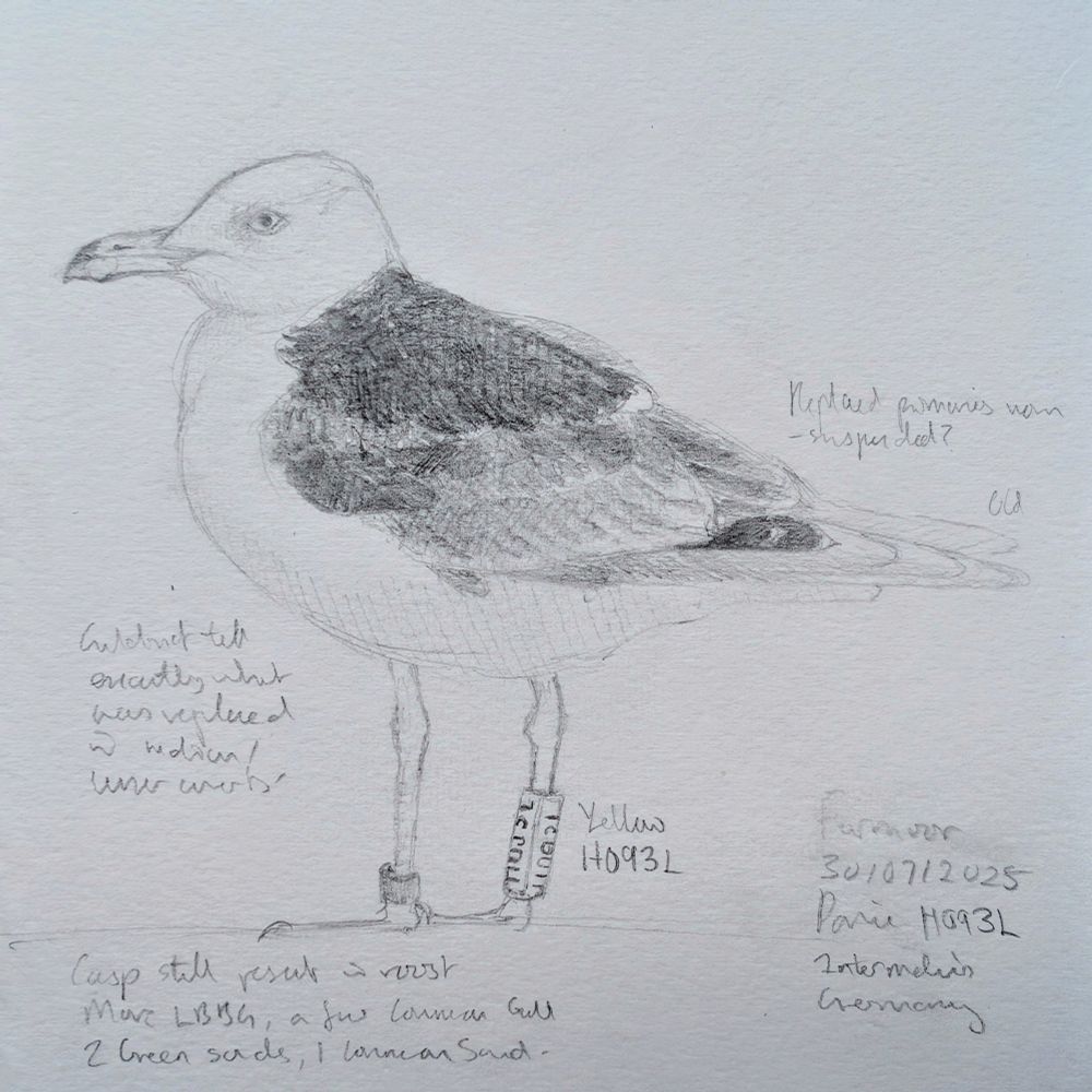 Field sketch of the Lesser Black-backed Gull