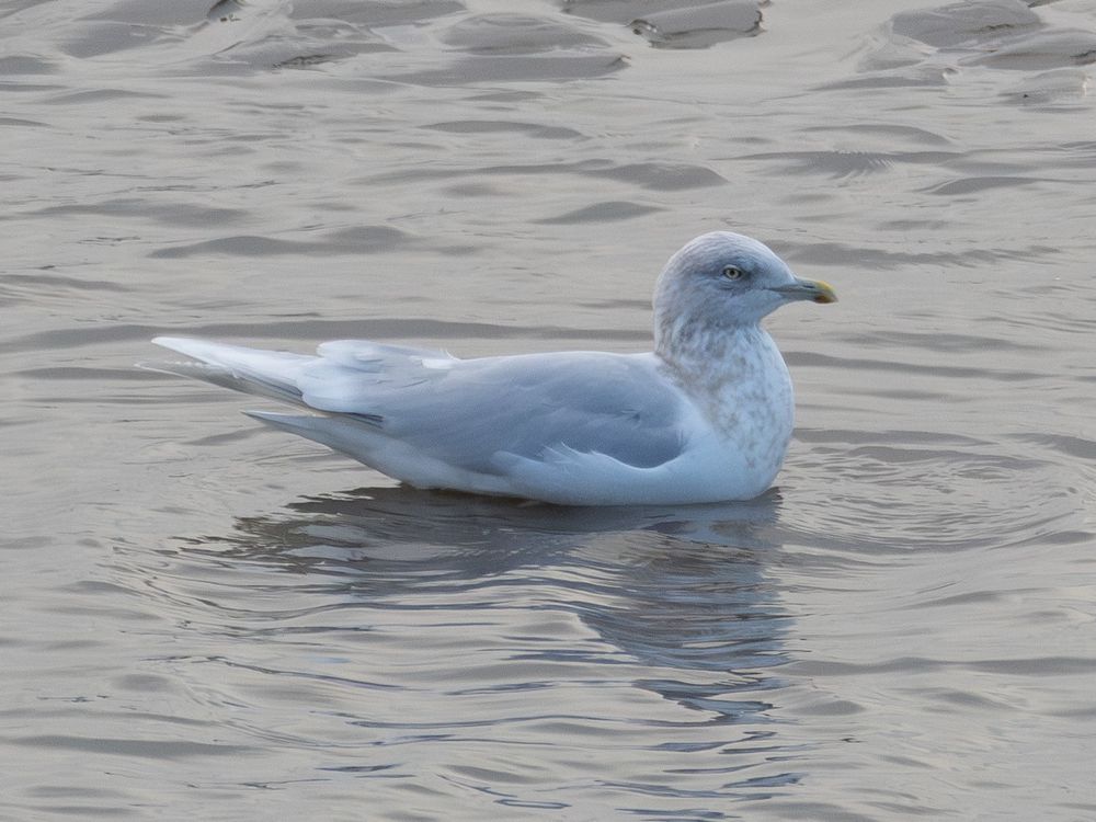 Adult Kumlien's Gull