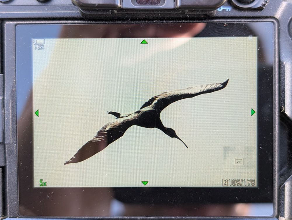 Back of camera photo of Glossy Ibis